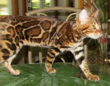 exotic leopard look on Bengal cat