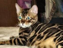 inquisite look on this bengal's face