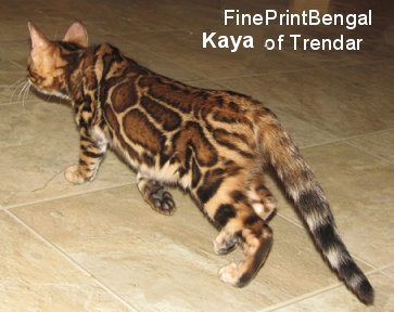 exotic wild leopard look on Bengal cat