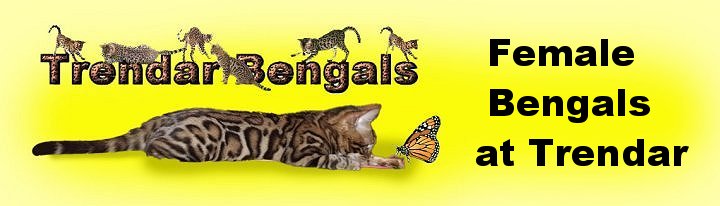 female Bengal cats
