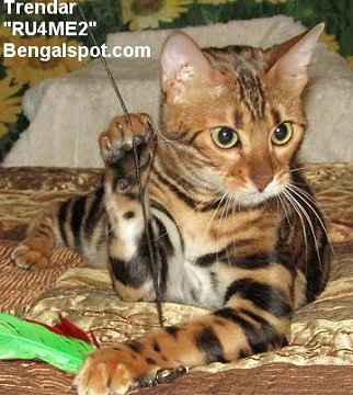 rosetted female Bengal cat