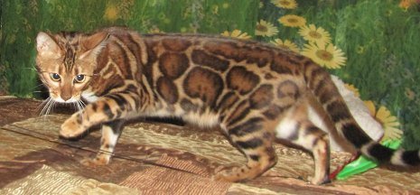 stunning female Bengal cat