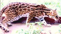 A leopard is walking on the ground in the grass.