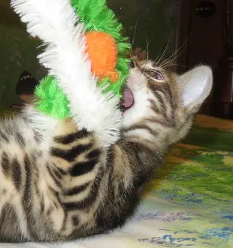 A cat is playing with a toy on the floor.