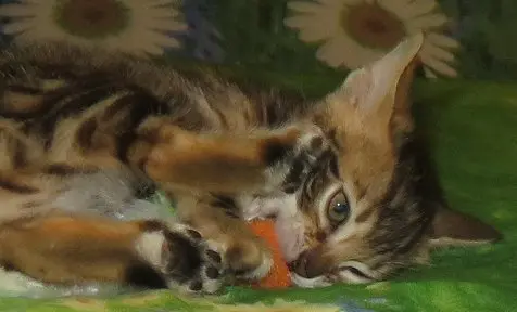 A cat is eating something from the ground.