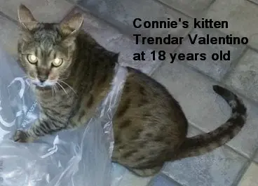 A cat laying on the floor with a plastic bag around its neck.