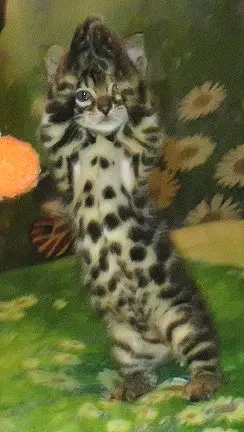 A cat standing on its hind legs in front of flowers.