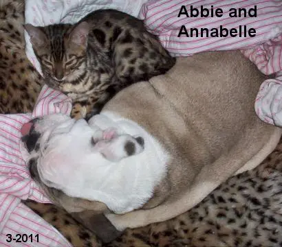 A cat and a dog are laying on the bed.