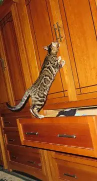 A cat standing on top of a dresser.