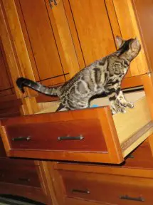 A cat is standing on top of a drawer.