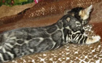 A cat laying on the ground with its head down.