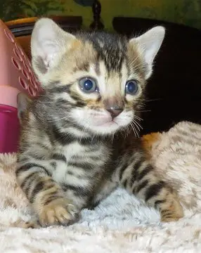 A small kitten sitting on top of a blanket.