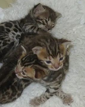 A group of kittens laying on top of a white blanket.