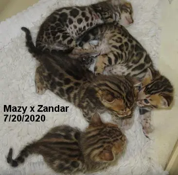 A group of kittens laying on top of a blanket.