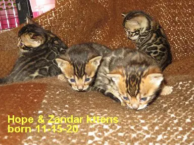 Four kittens are laying on a brown couch.