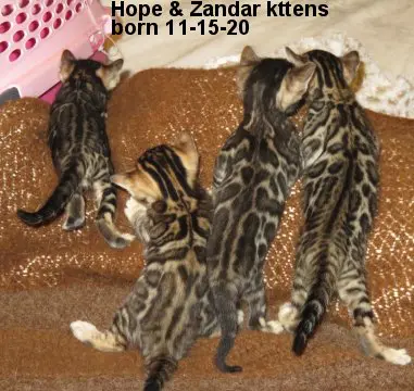 Three kittens are sitting on a brown couch.