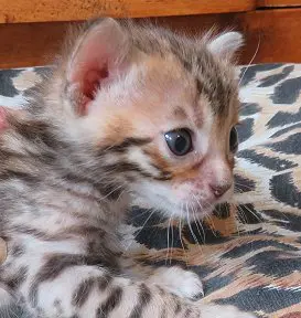 A small kitten is laying on the bed