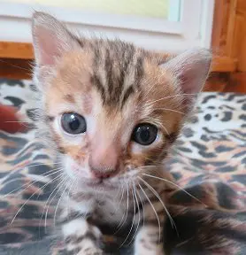 A small kitten sitting on top of a leopard print rug.