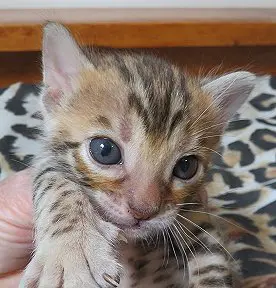 A small kitten is sitting on someone 's hand.