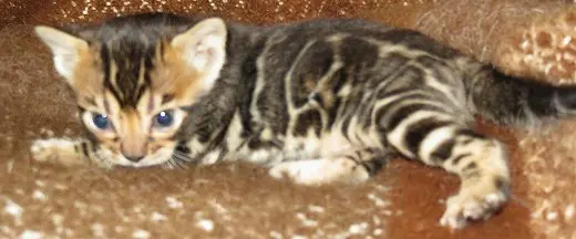 A cat that is laying down on the ground.