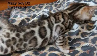 A cat is laying on the bed and looking at its owner.