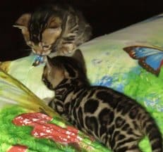 A cat and kitten laying on top of a bed.