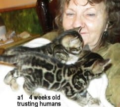 A woman holding two kittens on top of her chest.