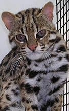 A cat sitting in its cage looking at the camera.