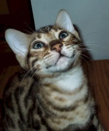 A cat sitting on the ground looking up at something