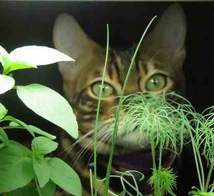 A cat is hiding behind some plants and leaves