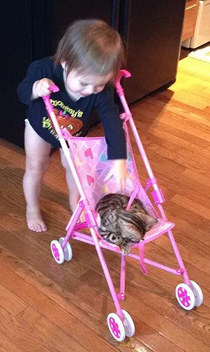 A child pushing a cat in a stroller.