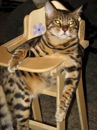 A cat sitting in a wooden chair with its paws on the back of it.