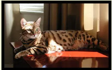 A cat laying on top of a table.