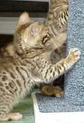 A cat is playing with the wall of its enclosure.