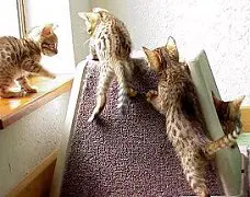 Two cats playing on a carpet in the corner of a room.