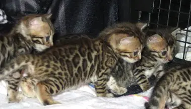 A group of cats that are sitting on the ground.