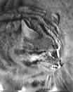 A cat is shown in the middle of its face.