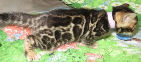 A cat is laying on the bed and looking at something.