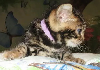 A cat with a pink collar is sitting on the bed