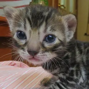 A close up of a cat laying on the ground