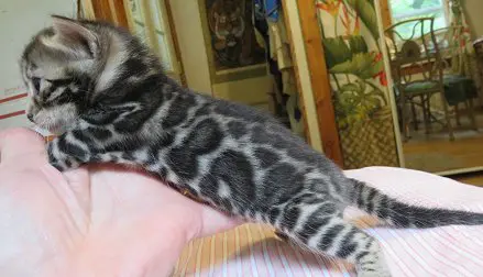 A cat that is laying down on the bed