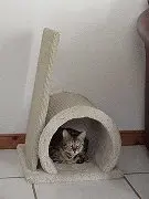 A cat sitting in the middle of a tunnel.