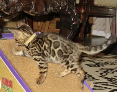 A cat is playing with a toy on the floor.