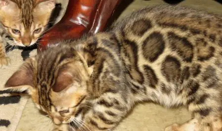 A cat is sleeping on the floor next to some boots