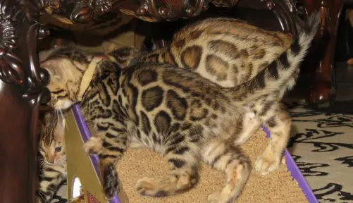 A cat that is laying down on the ground.