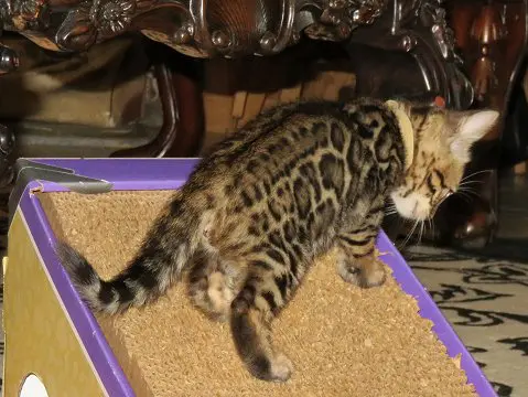 A cat is walking on the floor of a room.