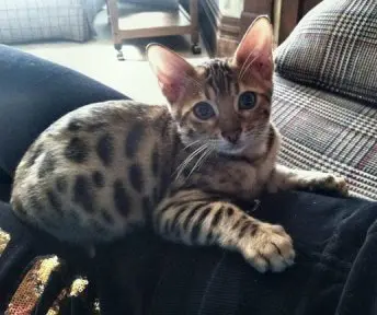 A cat that is laying down on the couch.