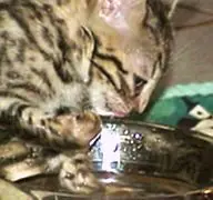 A cat is drinking water from a bowl.