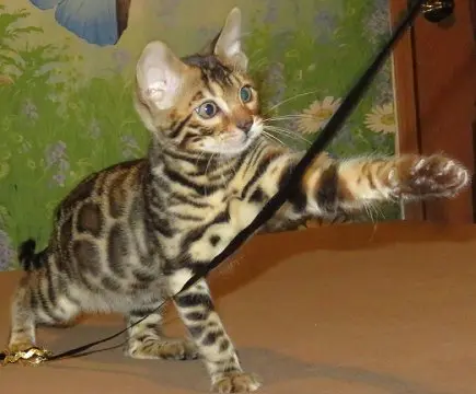 A cat is walking on the ground with its leash.