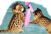 Two cats playing with a pink frisbee.